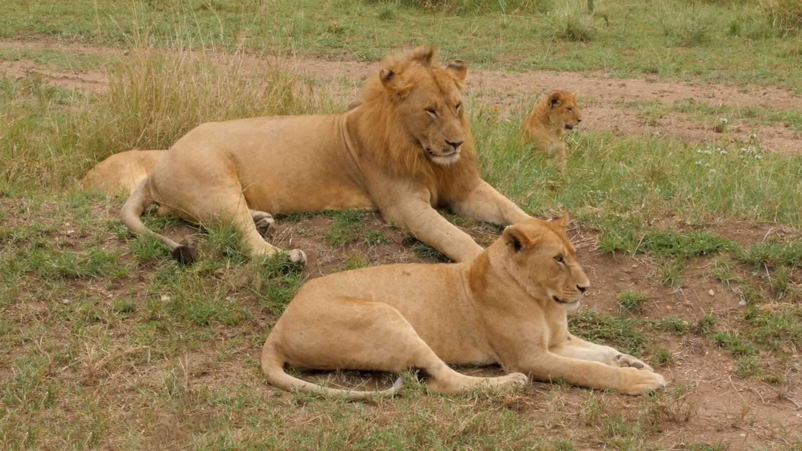 The lion and lioness lying in the grass, resting in the sun in the jungle and looking around, wild animals pictures, animal photography, wildlife photos, wild animals images, best animal photos, wild animals photos.