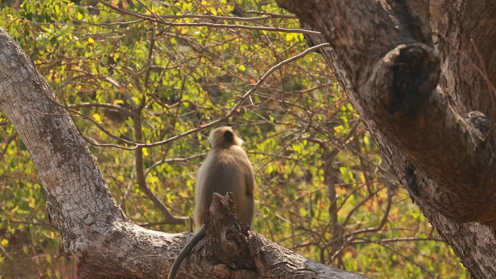 A wild monkey resting on a tree branch inside a jungle, wild animals pictures, animal photography, wildlife photos, wild animals images, best animal photos, wild animals photos.