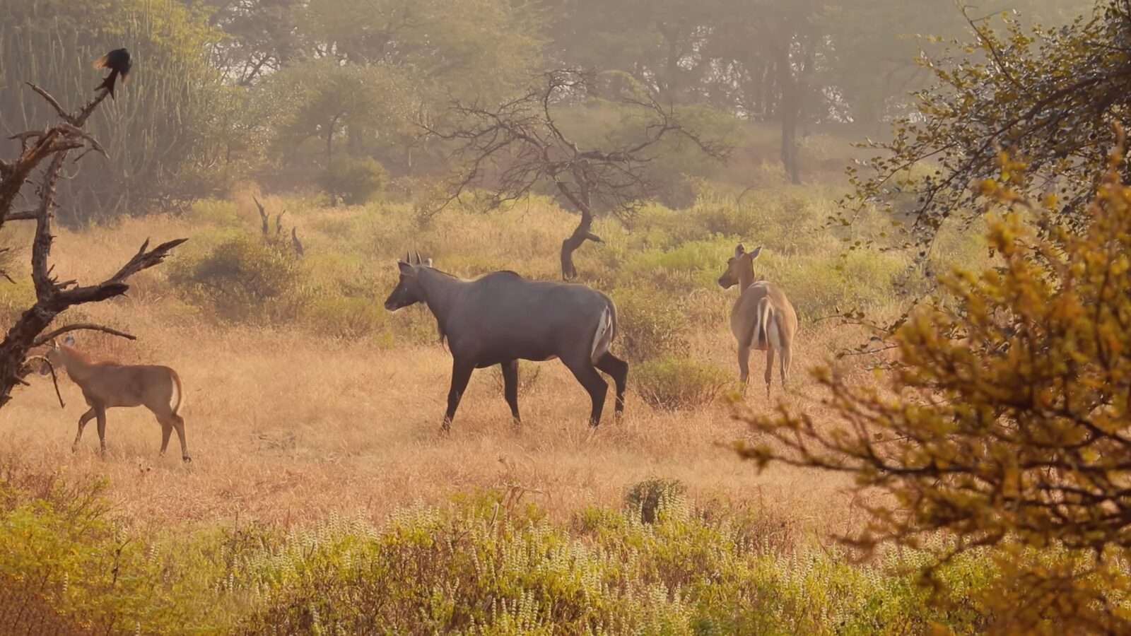 Nilgai and deer grazing green grass in the jungle. Nilgai is a big and powerful animal, wild animals pictures, animal photography, wildlife photos, wild animals images, best animal photos, wild animals photos.