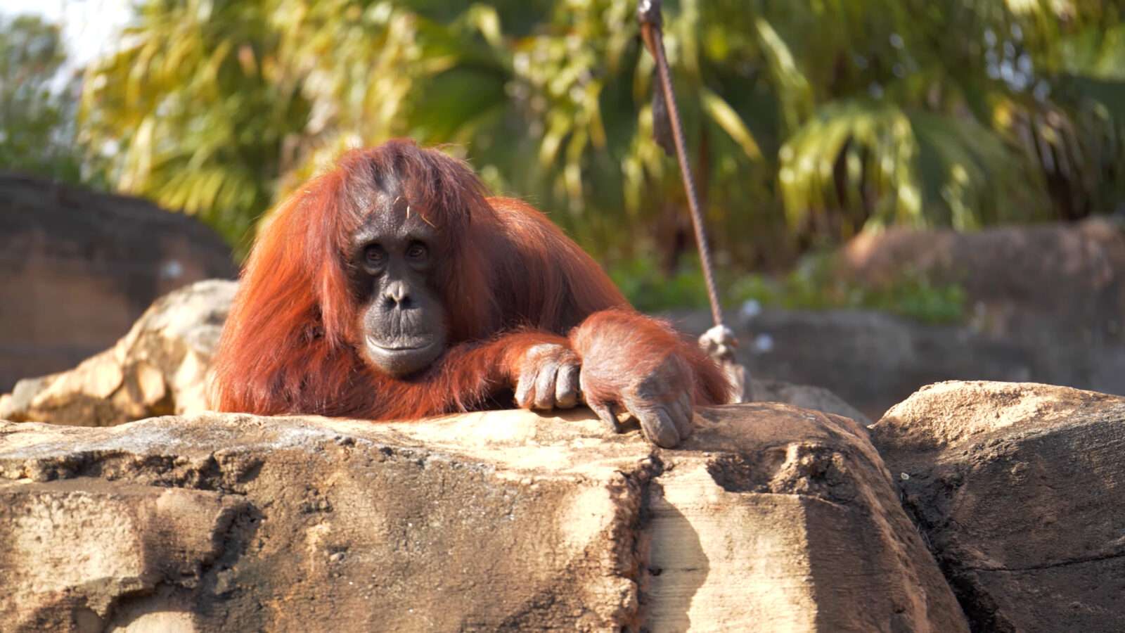 The orangutan is sitting on a rock, resting in his enclosure, wild animals pictures, animal photography, wildlife photos, wild animals images, best animal photos, wild animals photos.