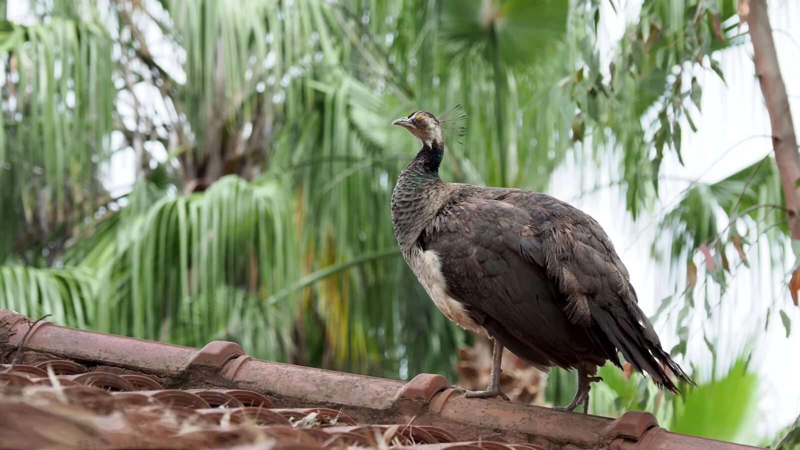 The peacock is situated on the rooftop, with palm trees behind it, wild animals pictures, animal photography, wildlife photos, wild animals images, best animal photos, wild animals photos.