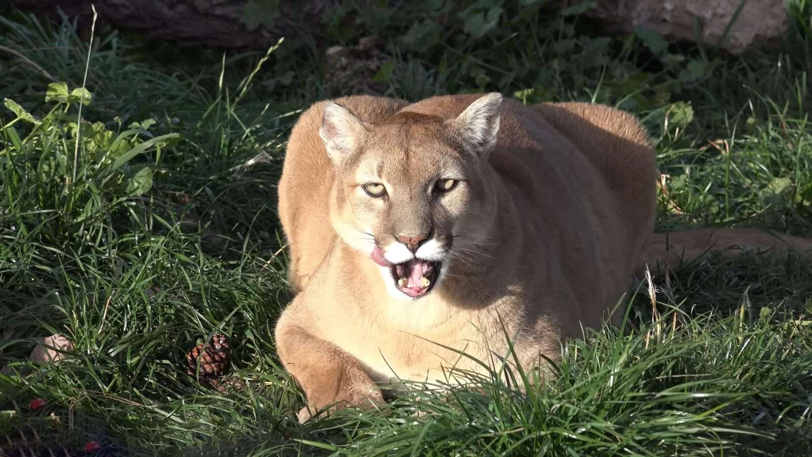 A cougar sitting in the grass, waiting for prey with its mouth open. The cougar or puma or mountain lion is a predatory carnivorous animal of the Felidae family found in the western mountainous regions of North America and South America, wild animals pictures, animal photography, wildlife photos, wild animals images, best animal photos, wild animals photos.