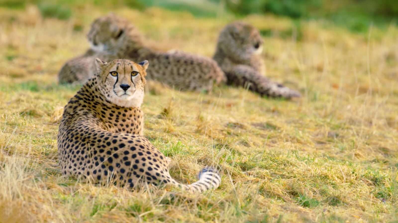 Three leopards are sitting on the grass, resting in an open field. It is the smallest compared to the wild species like lion, tiger and jaguar. But leopard is a very powerful and clever animal.