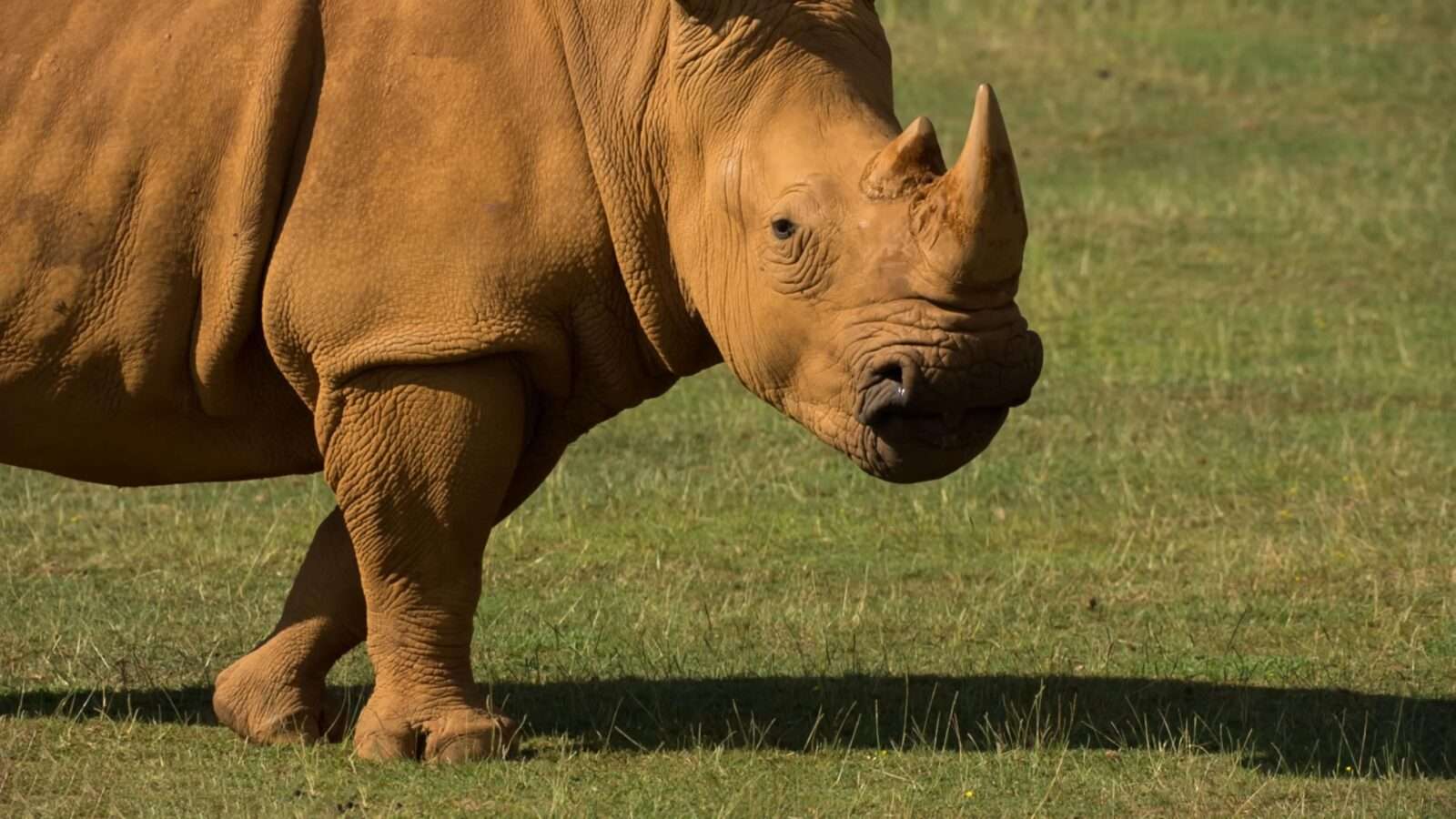 Rhino standing in the middle of the grass. Rhino has a huge body and strong skin. Five species of Rhino are found, wild animals pictures, animal photography, wildlife photos, wild animals images, best animal photos, wild animals photos.