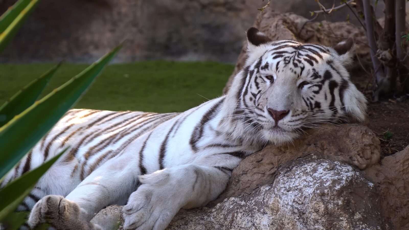 White tigers are incredibly rare. The species of tiger found in India, Nepal, Bangladesh and Bhutan is called the Bengal tiger, wild animals pictures, animal photography, wildlife photos, wild animals images, best animal photos, wild animals photos.