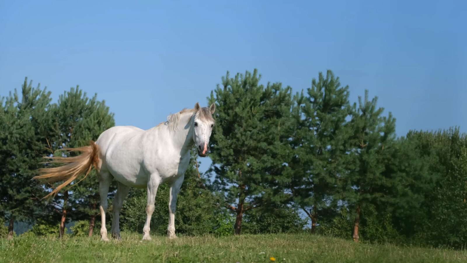 A beautiful white horse stands in a green field among the trees in the forest, wild animals pictures, animal photography, wildlife photos, wild animals images, best animal photos, wild animals photos.