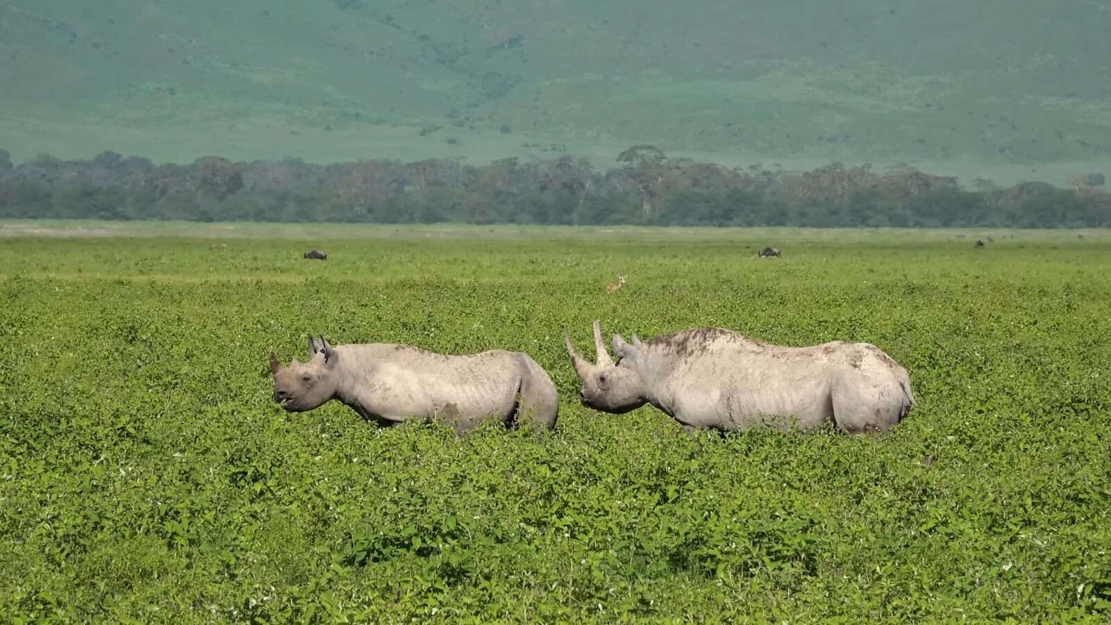 Two rhinos stand in a lush field, seen in their natural habitat, Wonders of the World Pictures.
