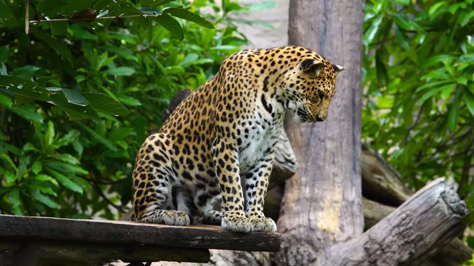 The beautiful tiger is sitting on a wooden bench and looking at something, wild animals pictures, animal photography, wildlife photos, wild animals images, best animal photos, wild animals photos.