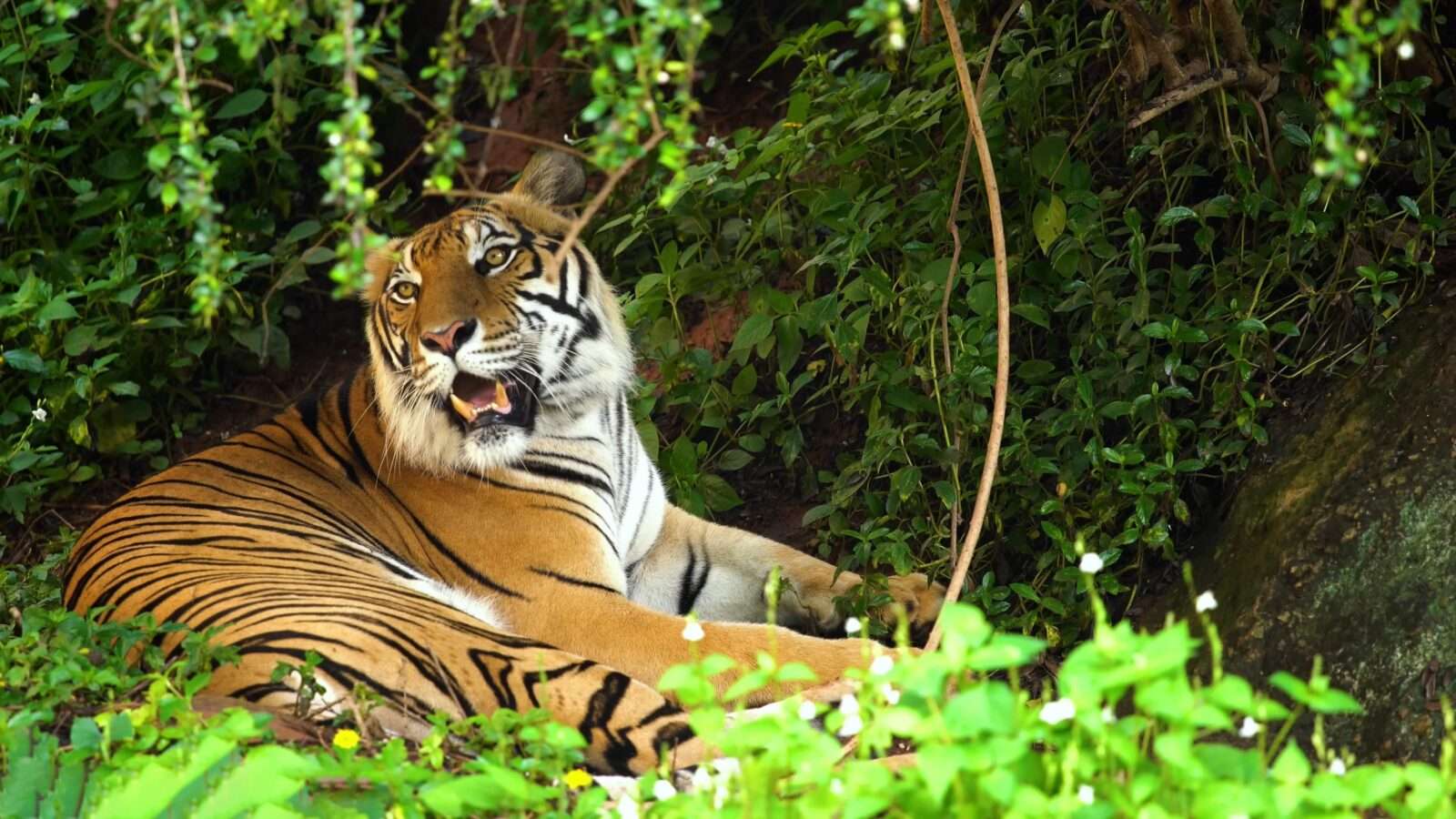 The tiger is resting in the grass, with its mouth open, which is a sign of its strength and relaxation, wild animals pictures, animal photography, wildlife photos, wild animals images, best animal photos, wild animals photos.