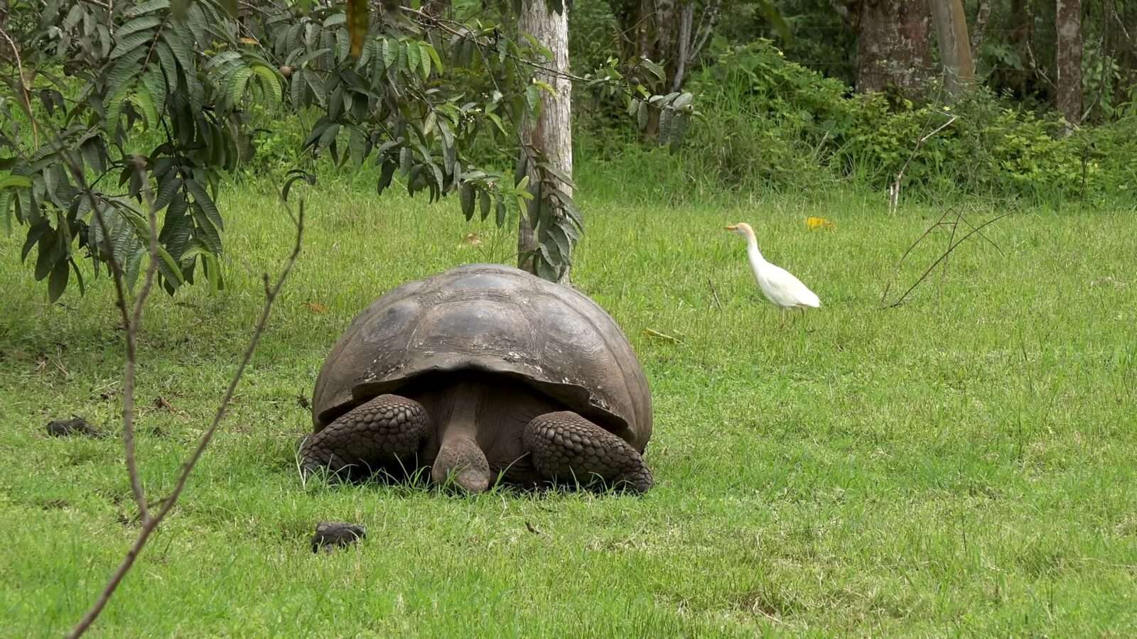 A giant tortoise and a white bird are seen together in the grass in a peaceful environment, Wonders of the World Pictures.