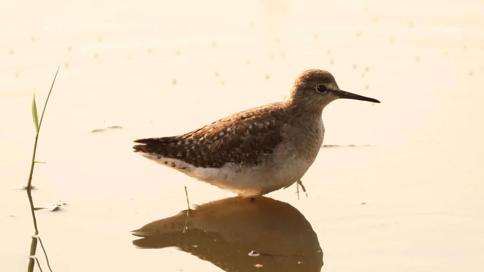 A small bird waiting for prey in shallow water, wild animals pictures, animal photography, wildlife photos, wild animals images, best animal photos, wild animals photos.