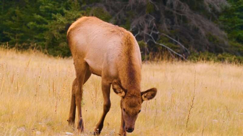 Wild Deer 4k Pictures, Free Download Deer images, Deer 4k photos, 4k wallpapers, Beautiful deer pictures, Beautiful deer pics, Beautiful deer pic, Deer images hd download, Beautiful Deer Pictures 4K