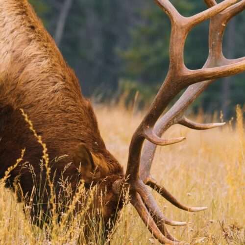 50+ Download Beautiful Deer Images in 4K