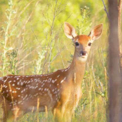 50+ Download Beautiful Deer Images in 4K