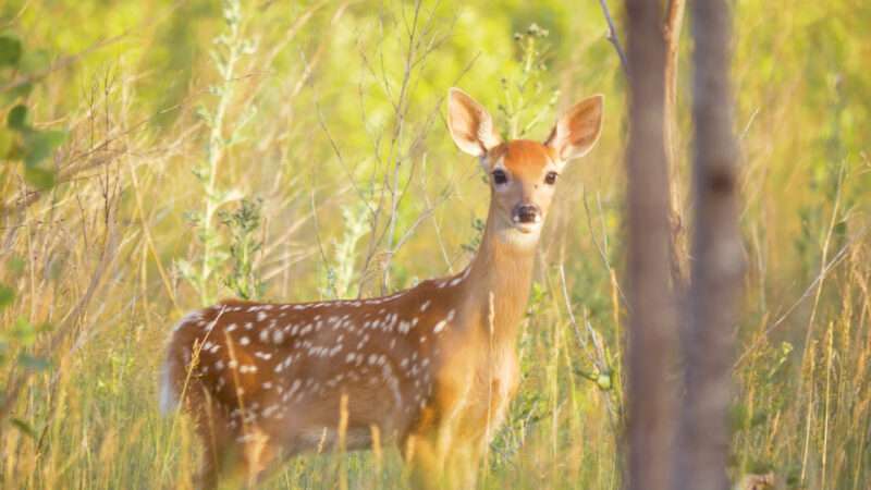 Wild Deer wallpaper, Free Download Deer images, Deer 4k photos, 4k wallpapers, Beautiful deer pictures, Beautiful deer pics, Beautiful deer pic, Deer images hd download, Beautiful Deer Pictures 4K