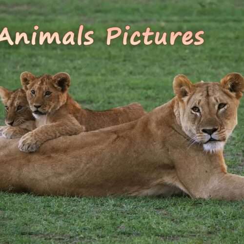 wild animals pictures, animal photography, wildlife photos, wild animals images, best animal photos, wild animals photos