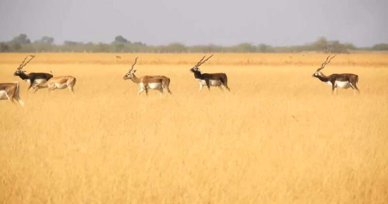 Wild deer photos, Free Download Deer images, Deer 4k photos, 4k wallpapers, Beautiful deer pictures, Beautiful deer pics, Beautiful deer pic, Deer images hd download, Beautiful Deer Pictures 4K