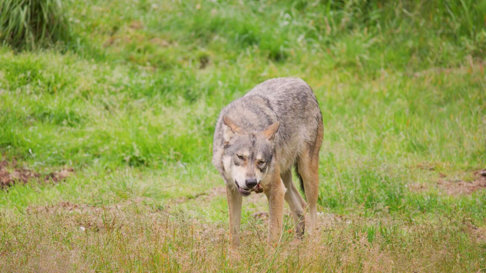 A wolf is moving across a meadow, with natural beauty scattered all around him, wild animals pictures, animal photography, wildlife photos, wild animals images, best animal photos, wild animals photos.