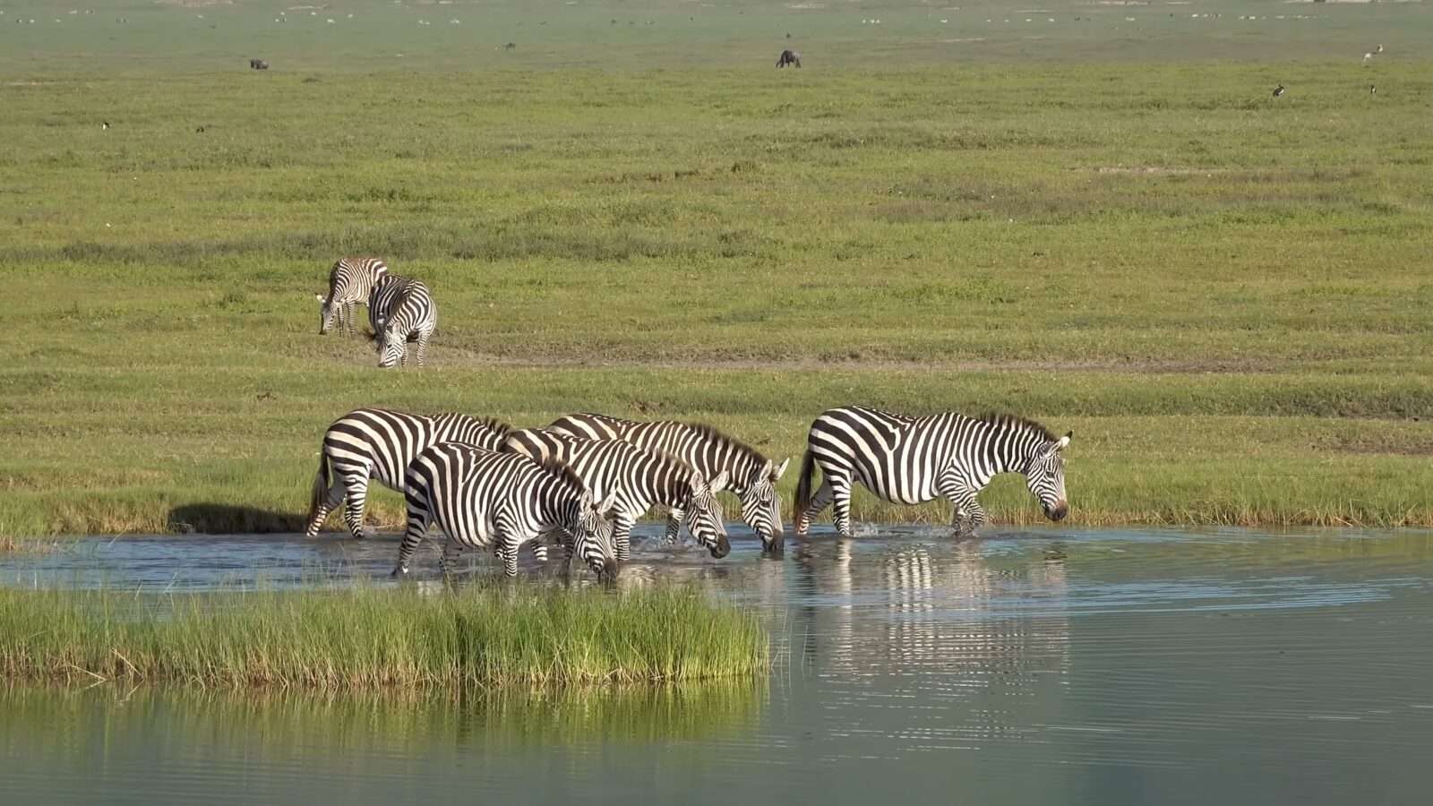 A group of zebras drinking water near a pond, enjoying the natural beauty, Wonders of the World Pictures.
