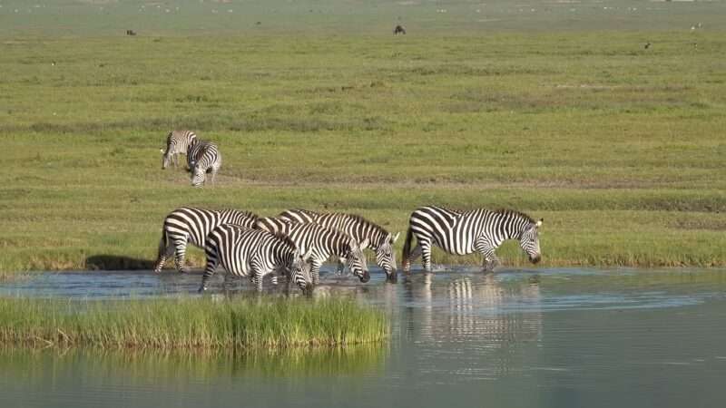 Zebra drinking water photo