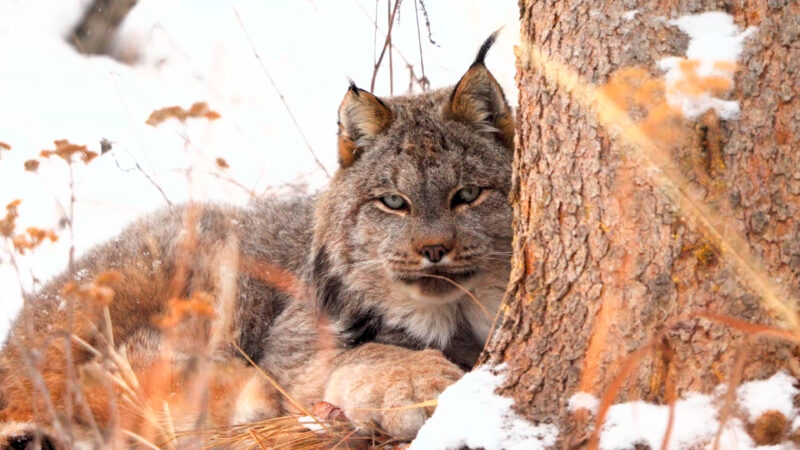 4k Pictures 8 A Canada Lynx Lies On The Ground Next To A Tree Trunk In A Snowy.