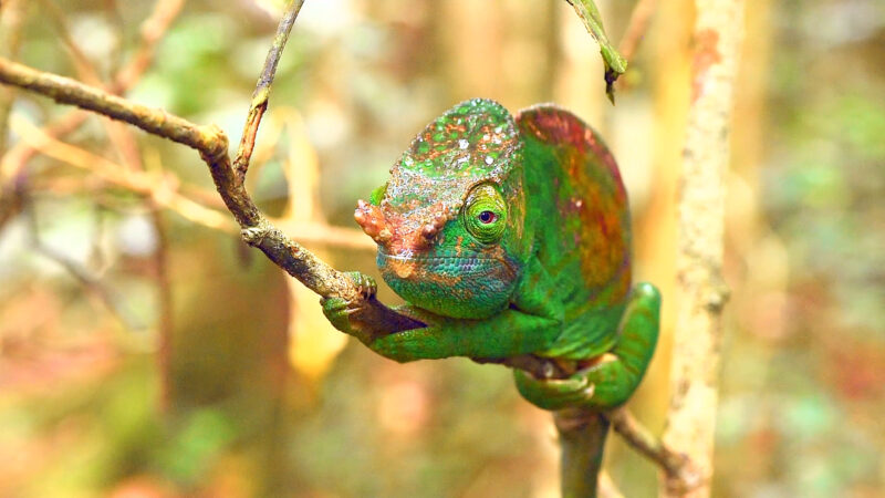 4k Pictures 5 A Green Chameleon Clings To A Branch In The Forest And Blends In With The Surrounding Foliage.