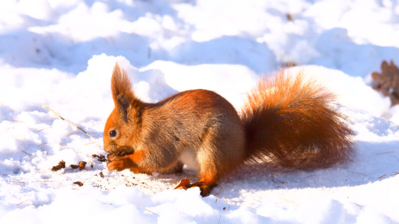 4k Pictures 7 An Adorable Red Squirrel Sits On The Snow, Munching On Food With Its Bushy Tail Wrapped Around Its Body, With A Winter Landscape All Around It.
