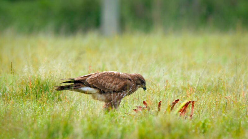4k Pictures 2 An Eagle Is In A Field, Eating. Eagle 4k Picture