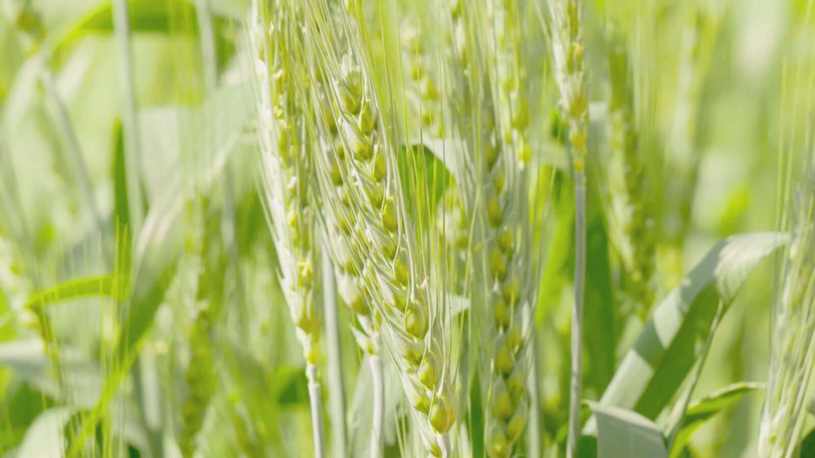 green wheat 4k picture 4k Pictures