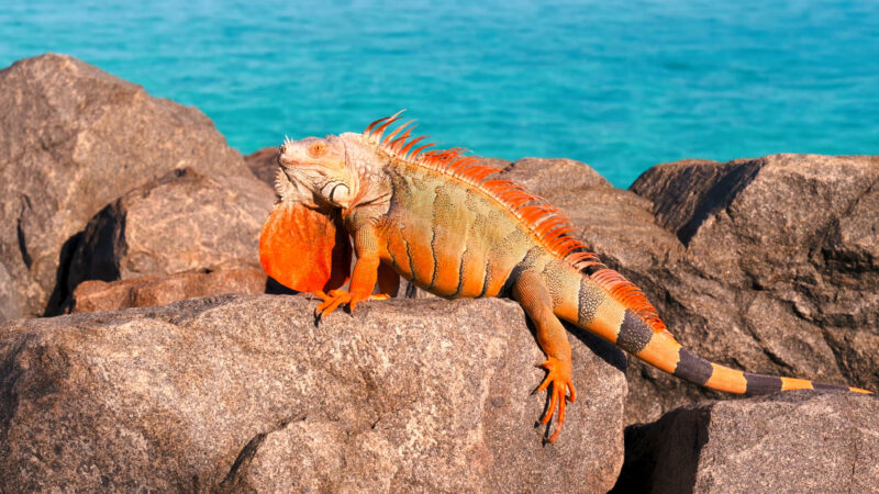 4k Pictures 6 Iguana With Orange Spikes Sits On A Large Rock