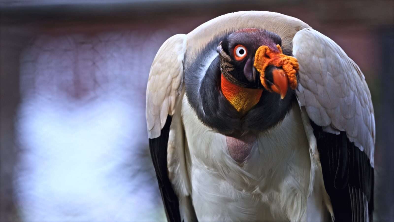 A close-up portrait of a bird showcasing its bright orange beak, intricate feather details, and vibrant colors, Wonders of the World Pictures.
