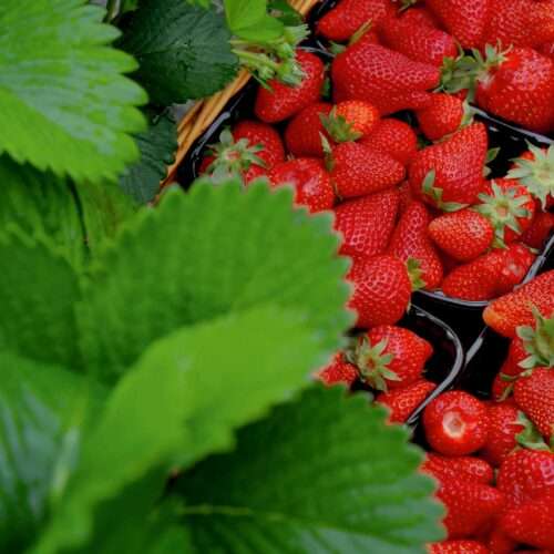 picture of strawberry combination with green leaves