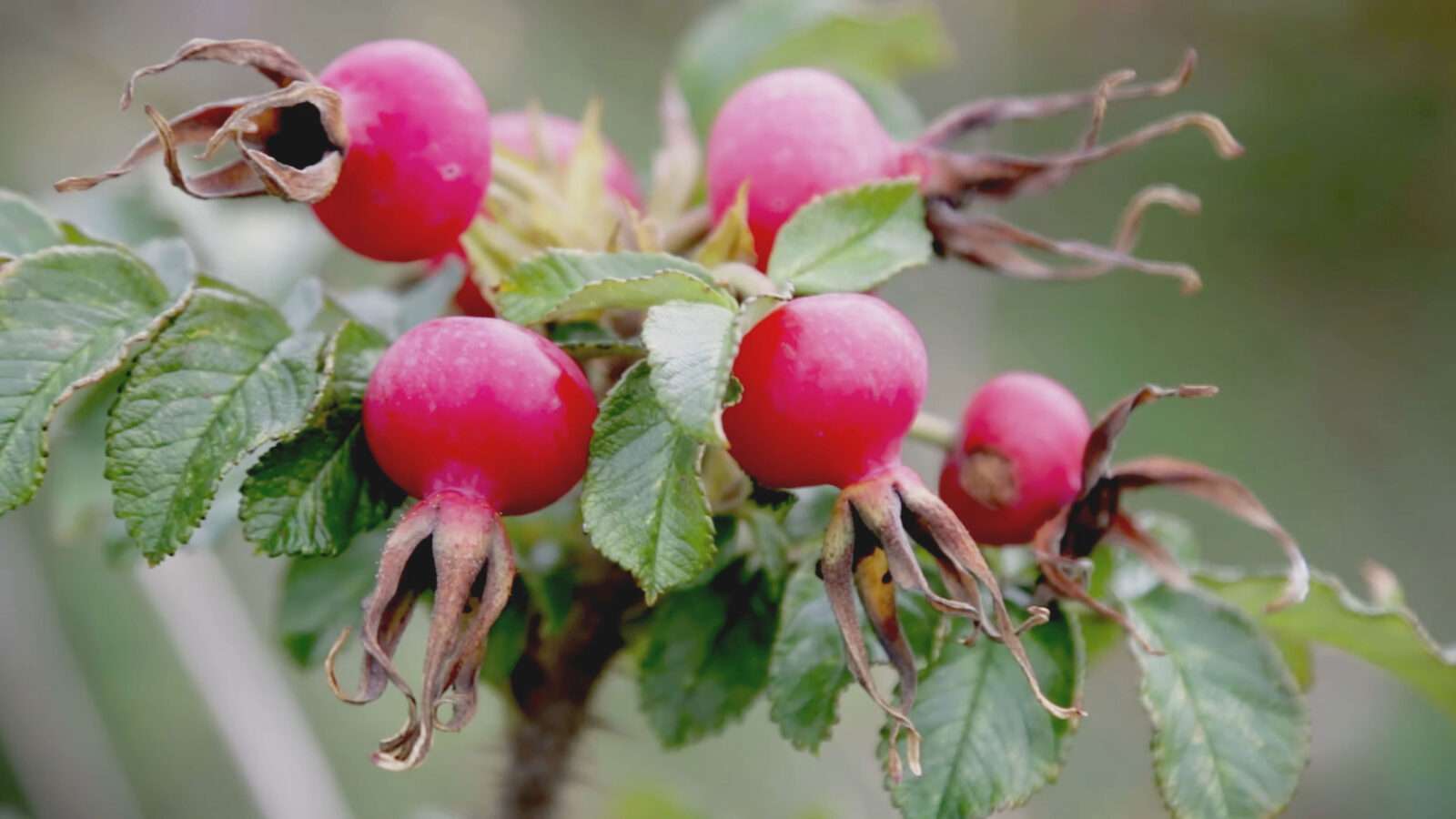 rose hips 4k picture Nature Pictures Flowers