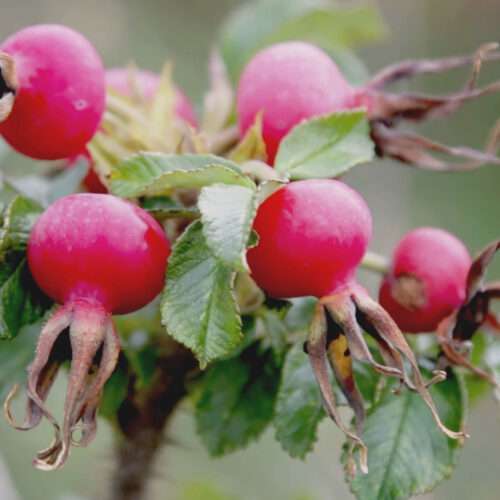 rose hips 4k picture