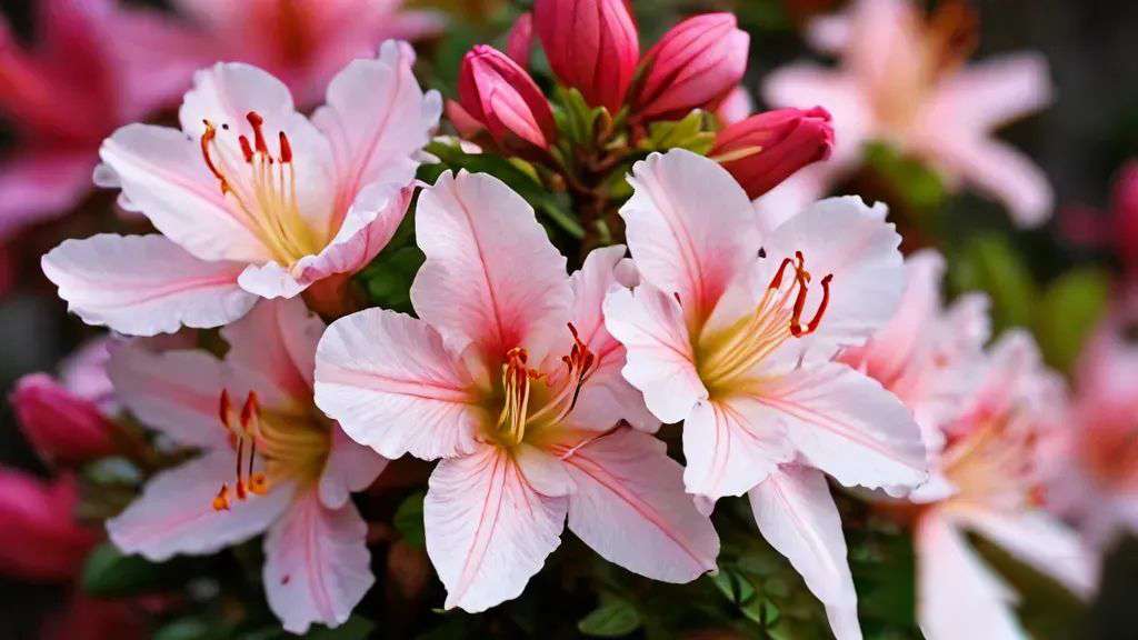 Azalea Flower Flower 4K Pictures