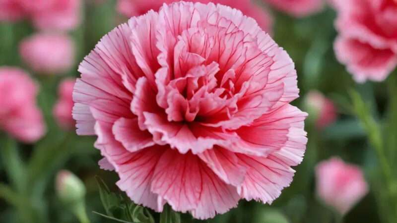 Carnation Flower