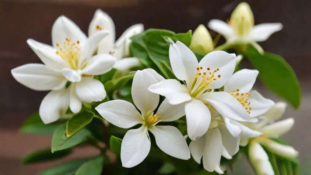 Jasmine Flower Flower 4K Pictures