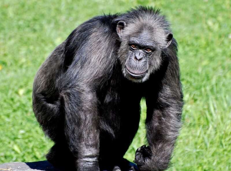 chimpanzee picture