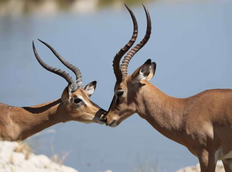 Two wild deer picture.