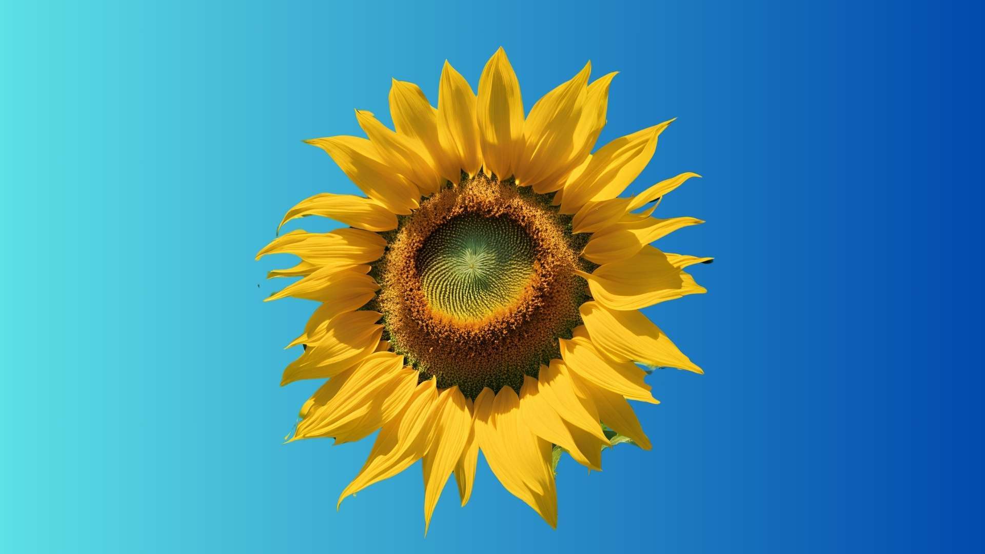 flower sunflower Flower 4K Pictures