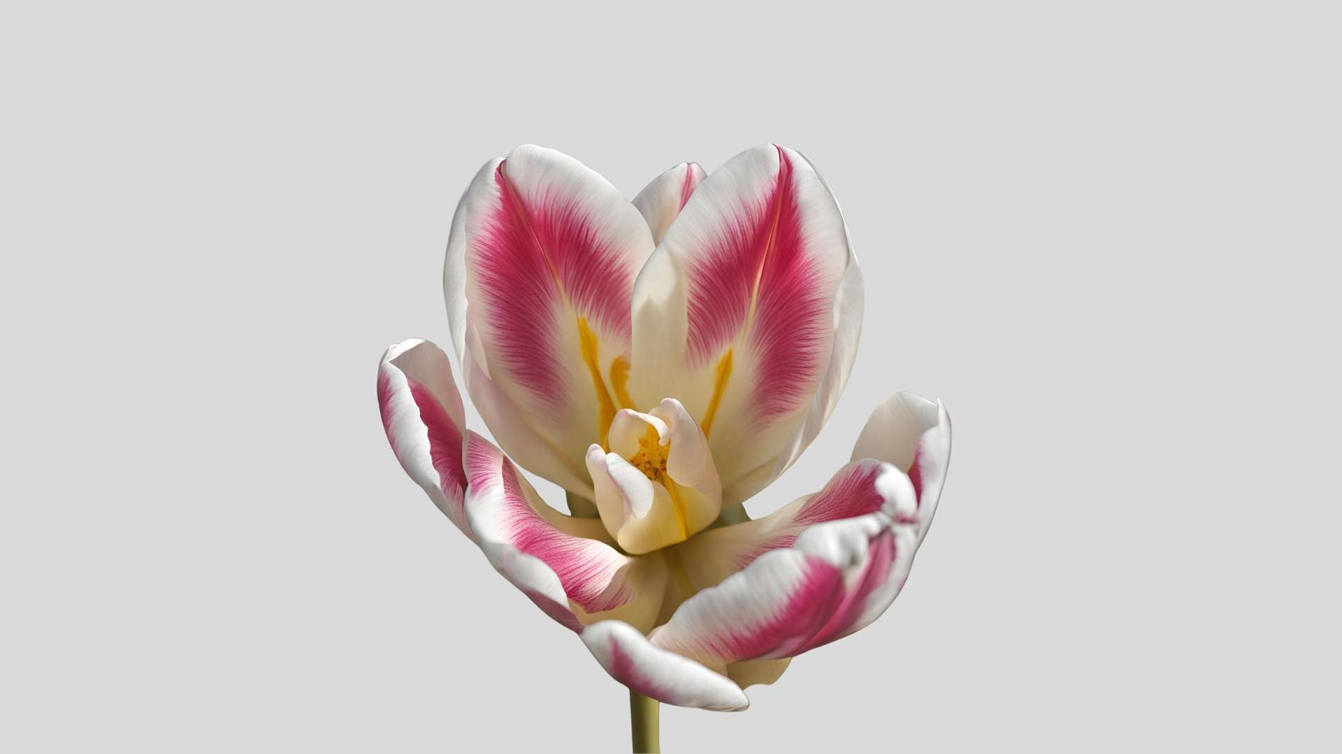 flower tulip Flower 4K Pictures