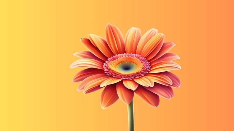 Gerbera Flower