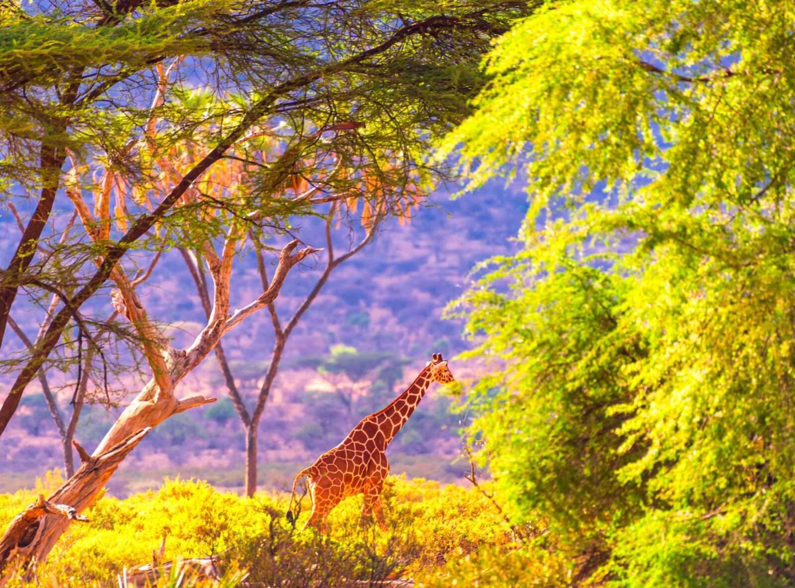 giraffe 4k pictures Nature Pictures Flowers