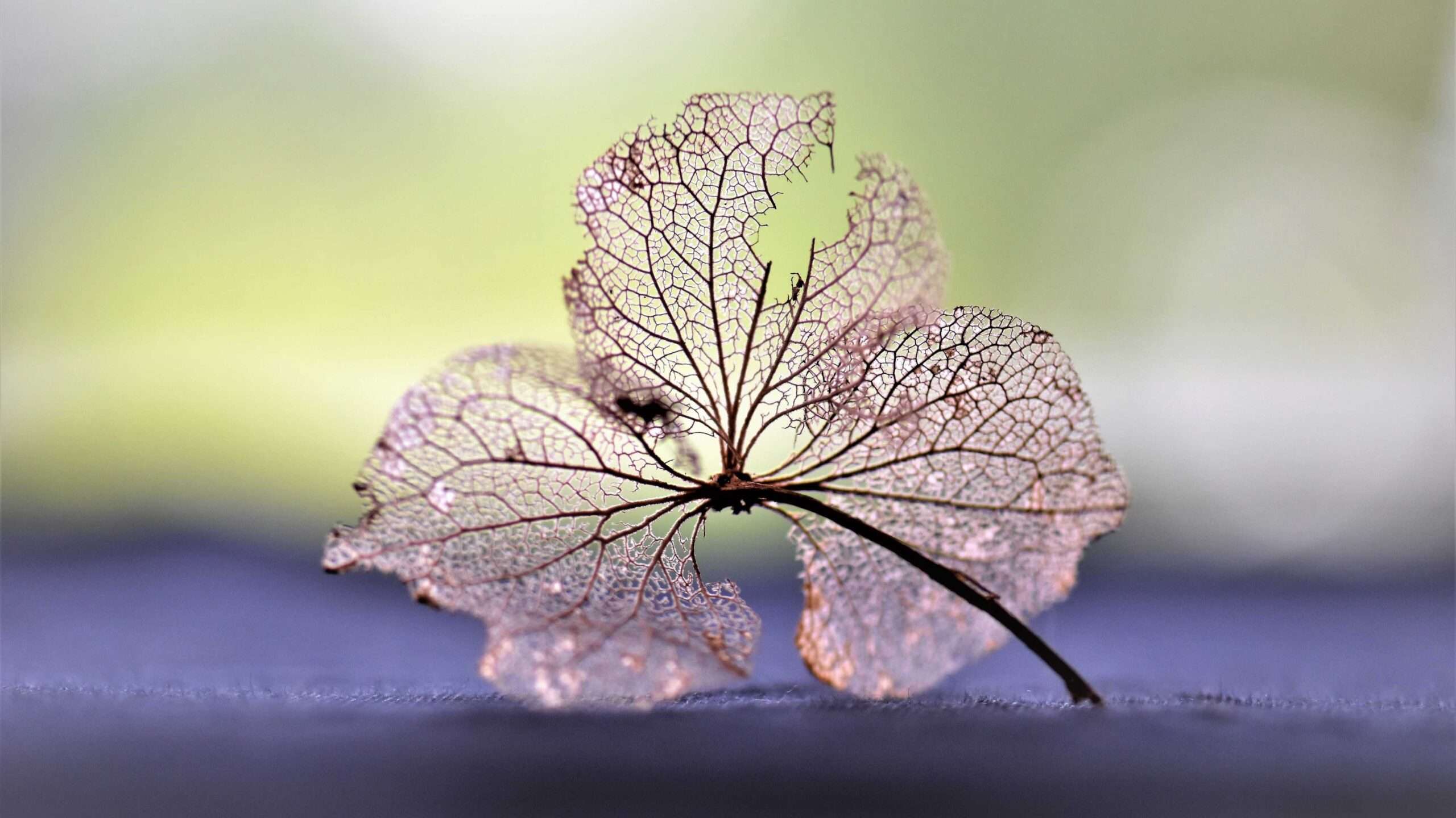 Close-up of a delicate, transparent leaf against a soft green background, showcasing intricate vein patterns. Perfect nature macro photography capturing the beauty of decay and the natural lifecycle. Nature Pictures Flowers