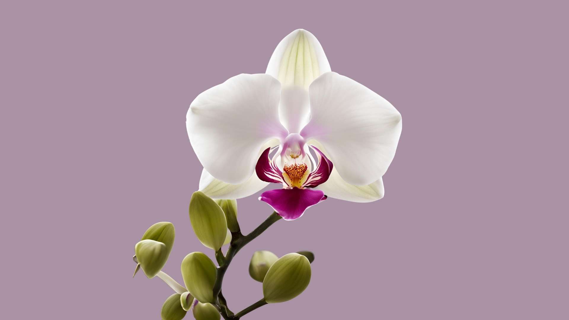 orchid flower Flower 4K Pictures