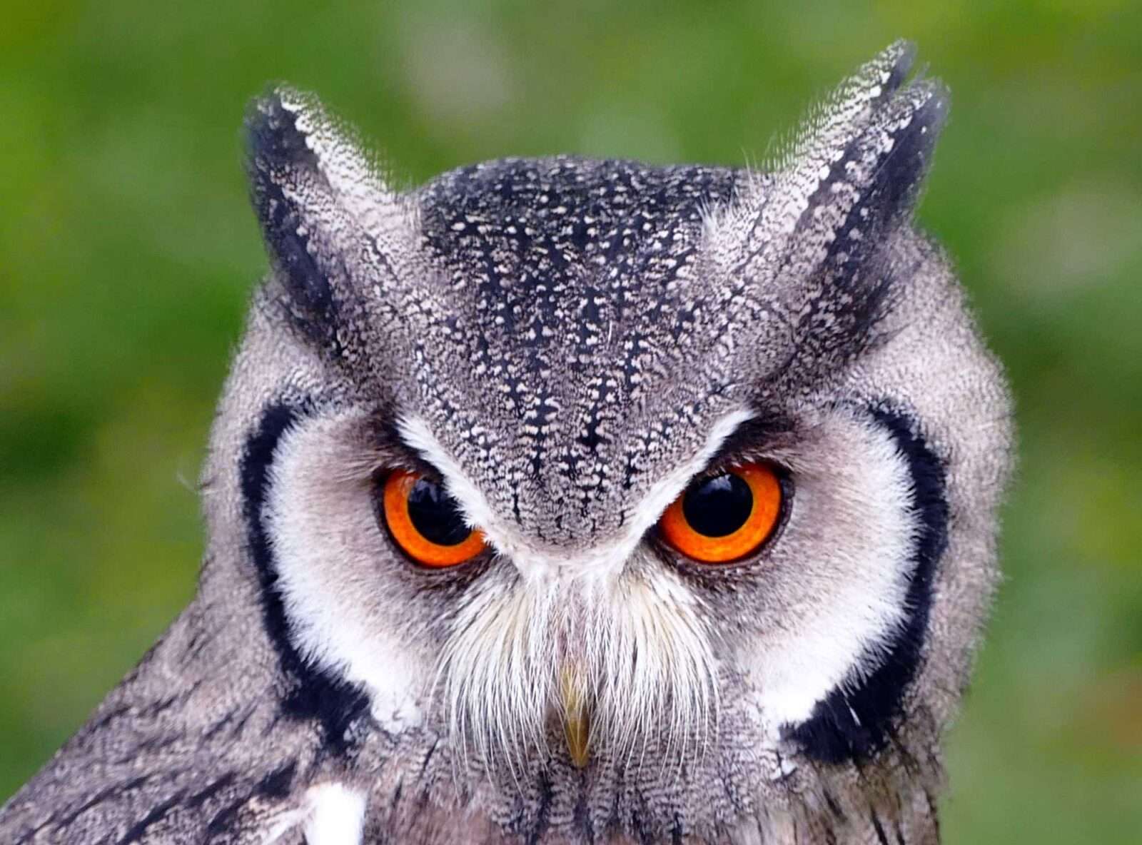 owl amazing wild animal pictures Nature Pictures Flowers