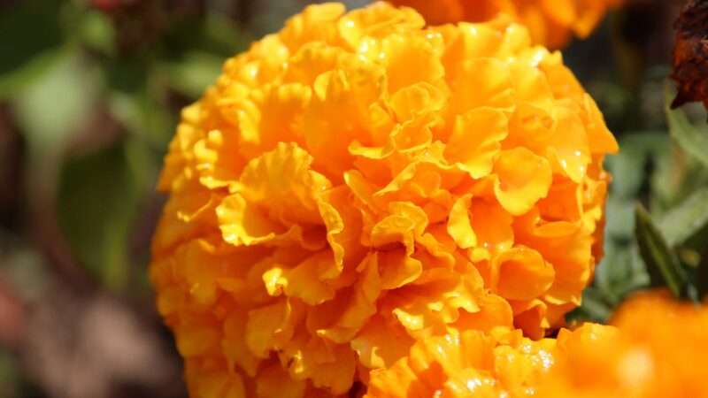 A close-up image of a marigold flower, showcasing bright yellow and orange petals with intricate details. The focus highlights the texture of the petals and the vibrant colors characteristic of an annual herbaceous plant. Nature Pictures Flowers