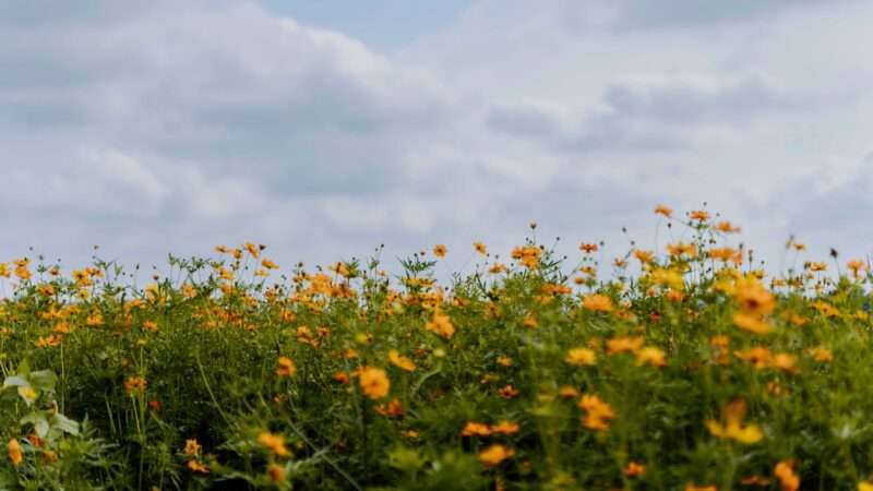 A field of yellow flowers, with blue sky stretching in the background. Nature Pictures Flowers