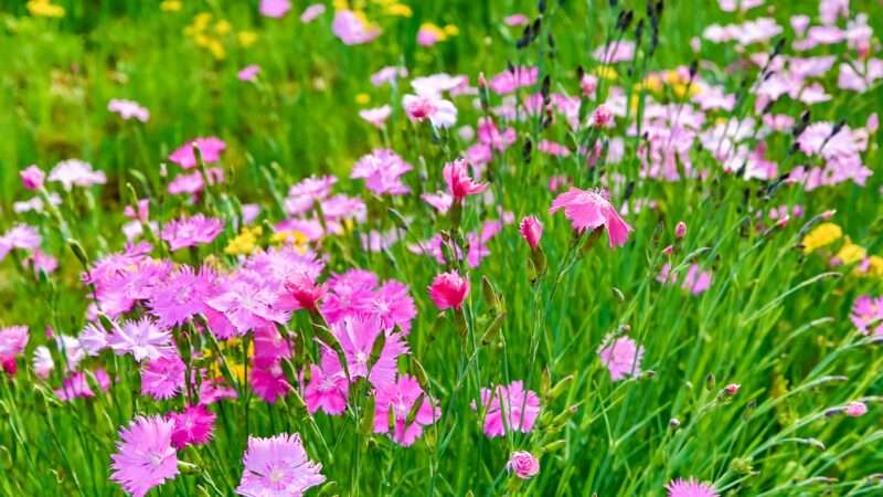 A beautiful field of pink and yellow flowers in the green grass, reflecting the natural beauty. Nature Pictures Flowers