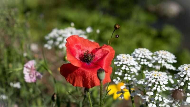 A Red Poppy Stands In The Middle Of A Field Of White Flowers, Making The Scene Captivating. Nature Pictures Flowers